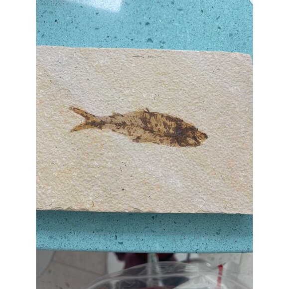 Fish Fossils Coral Beige Decor Collectible Set of 2 - Picture 9 of 10